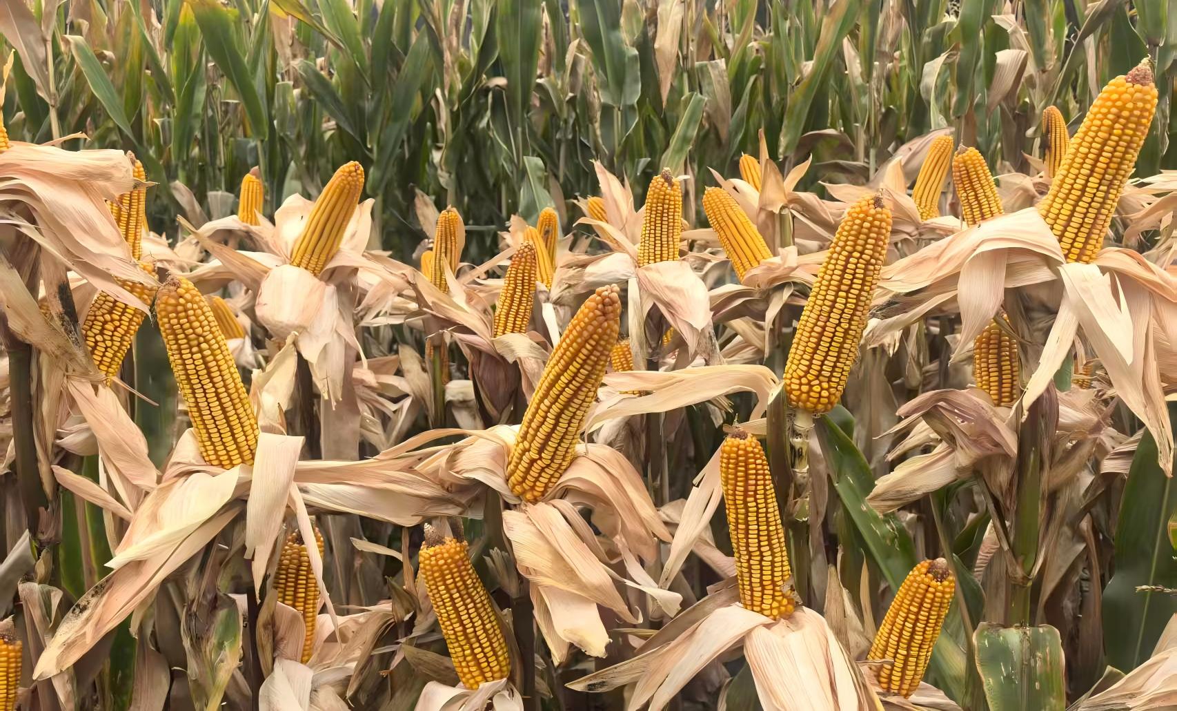 示范田现场。图片来源:中国农业科学院作物科学研究所网站