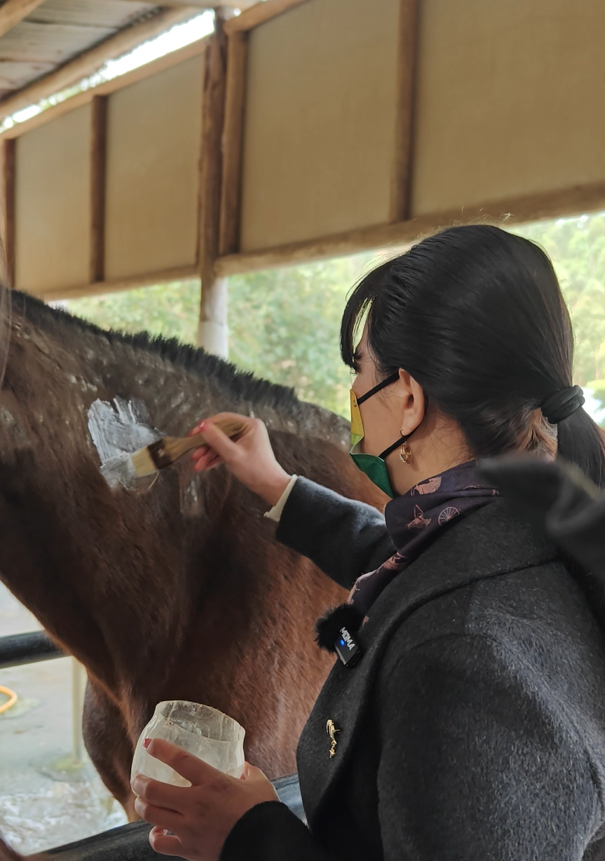 彭华为马匹上药.png