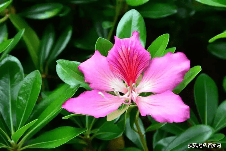 紫荆4.webp.png