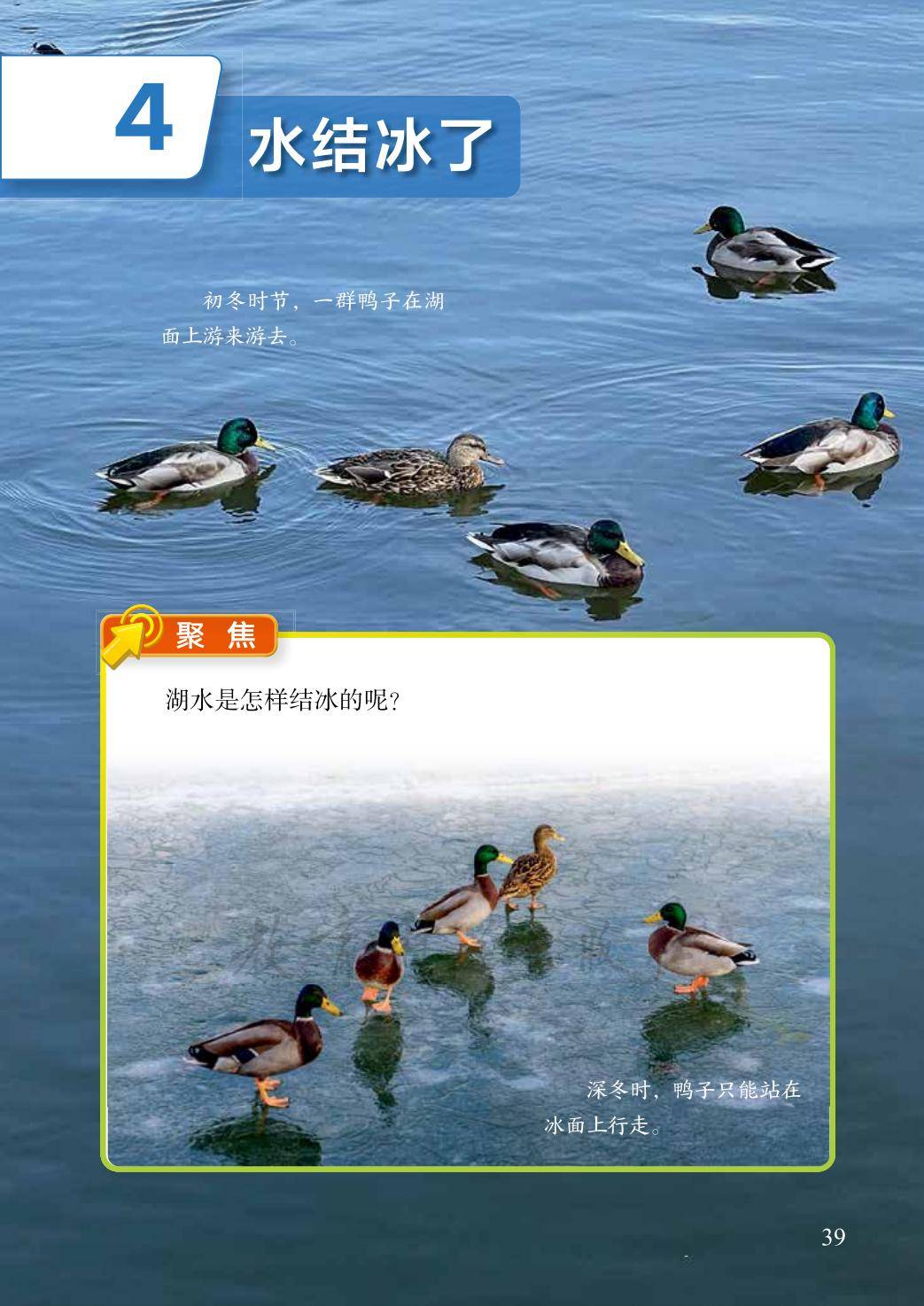 3年级科学上册教科版26秋新课本-逐页转图片-00047.jpg