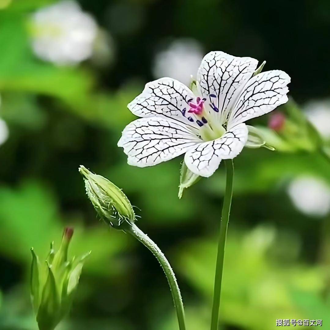 草花9.jpg
