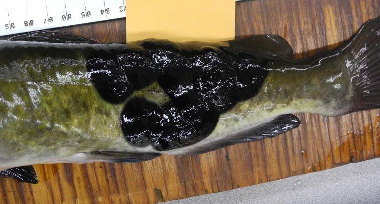 棕色牛头鲶（Ameiurus nebulosus）标本，离水在桌面上，尾部附近可见黑色肿瘤。.webp