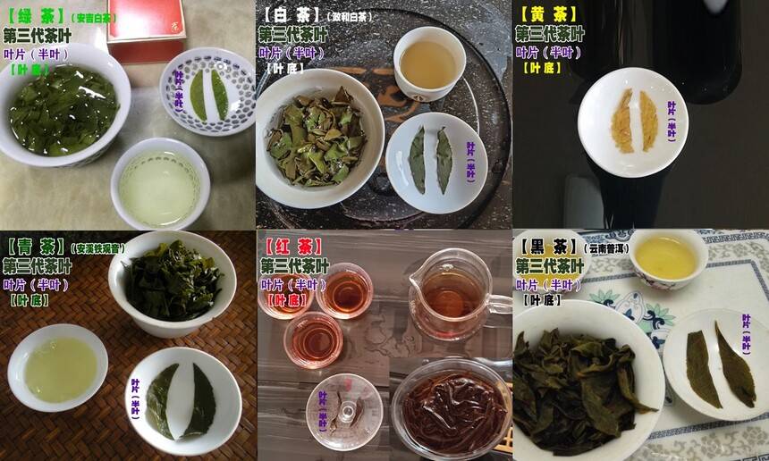 去除病根后的六大茶类半叶茶叶底和茶汤.jpg