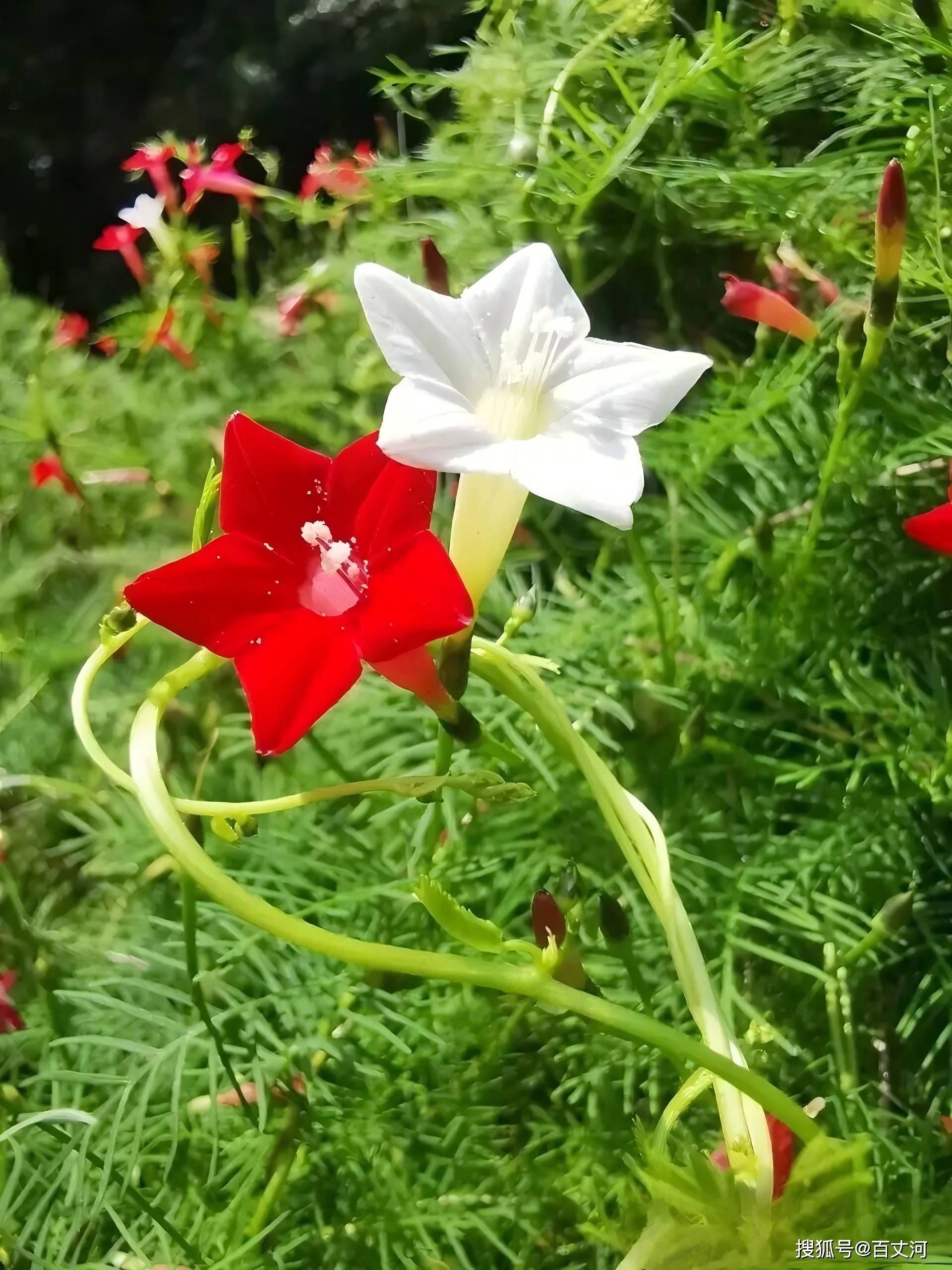 草花15.jpg