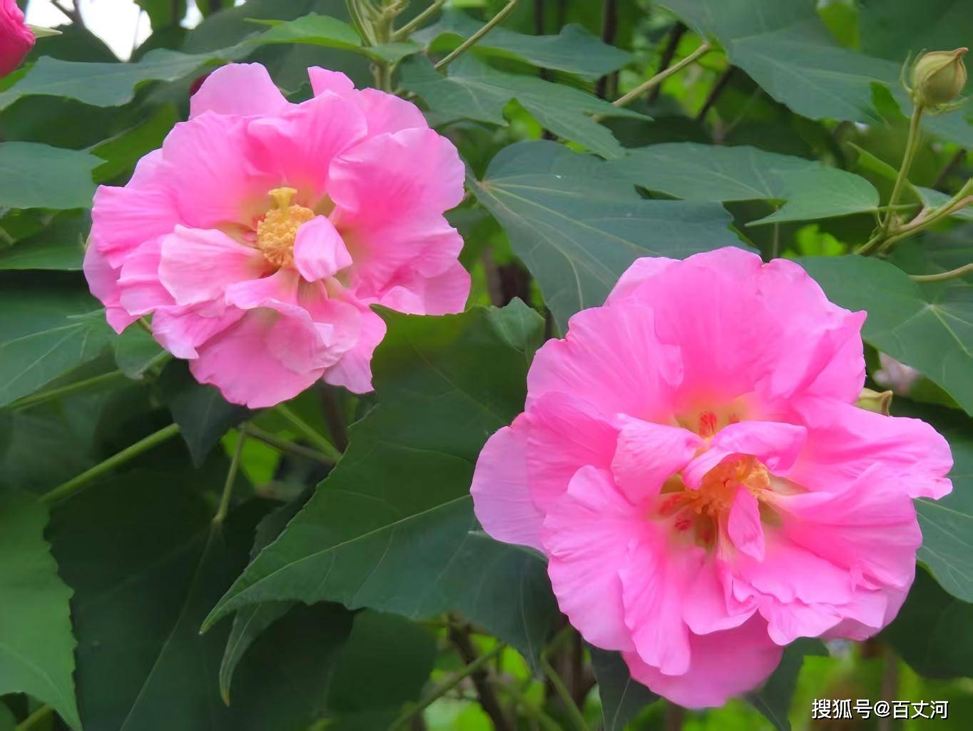 木芙蓉6.jpg
