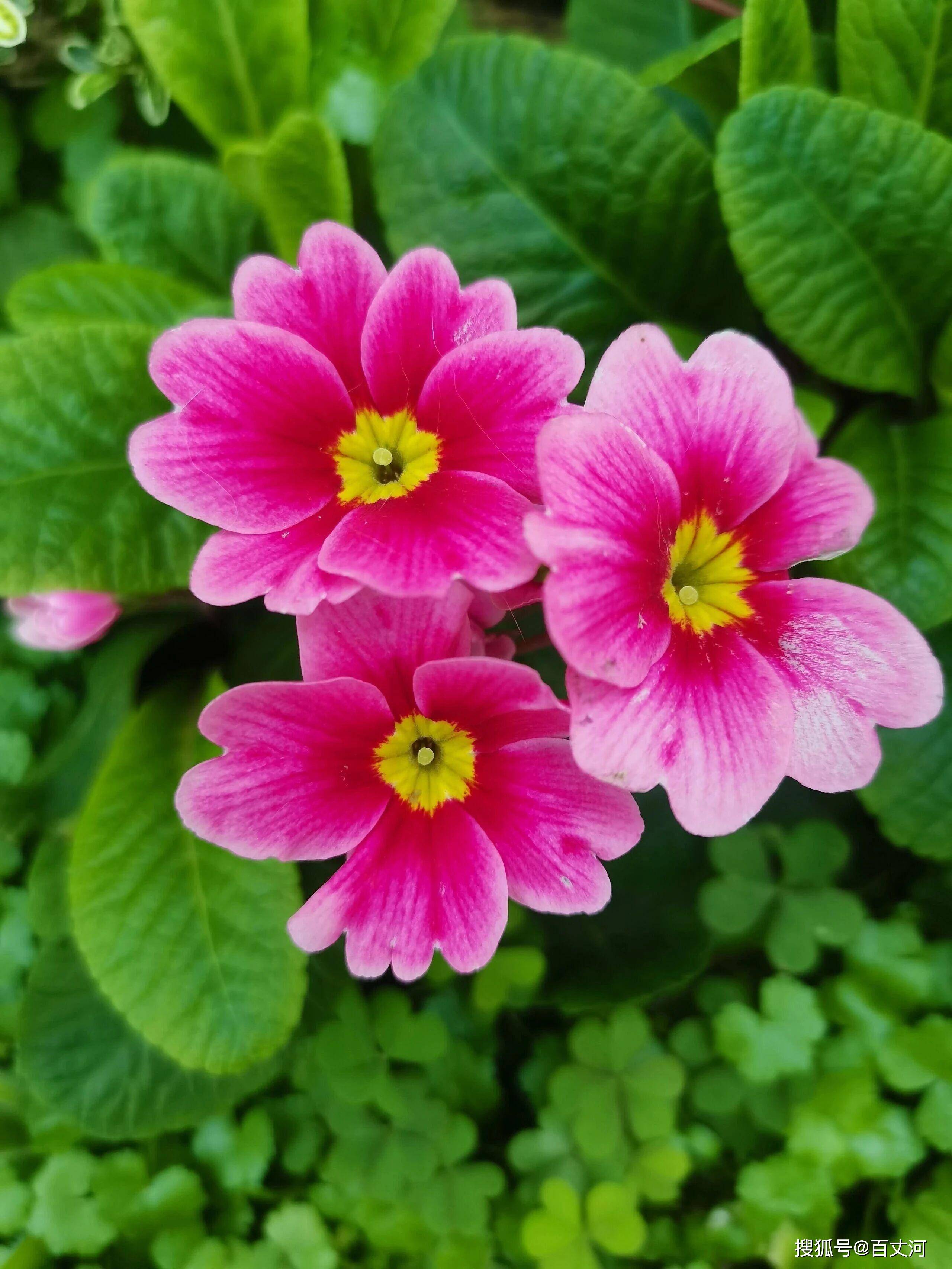 报春花4.jpg