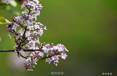 图：丁香花