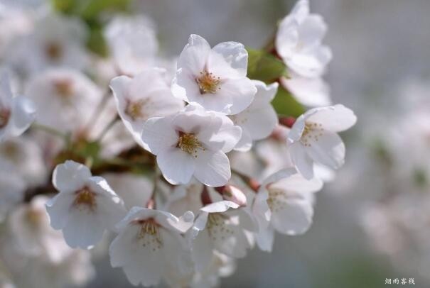 关于花的句子唯美心情短语（适合拍花发朋友圈的句子）