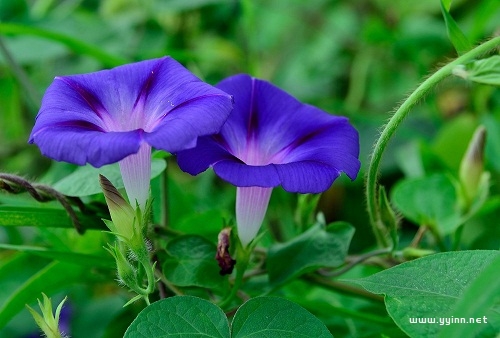 描写牵牛花的优美句子大全（牵牛花的朋友圈文案）