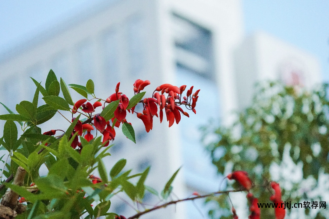 厦门理工大学软件工程学院_厦门理工学院软件工程学院官网_厦门理工软件工程学院