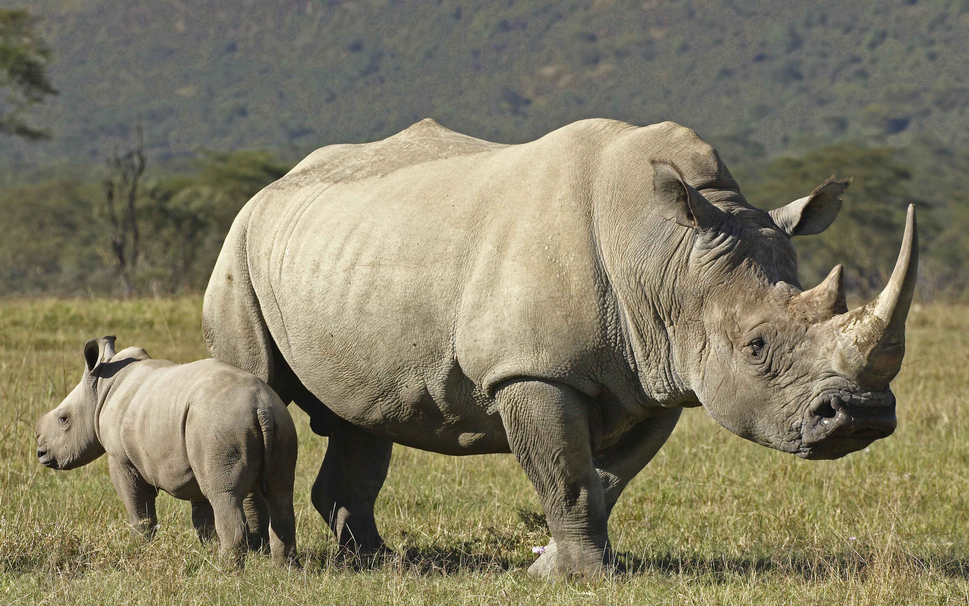 rhinoceros软件